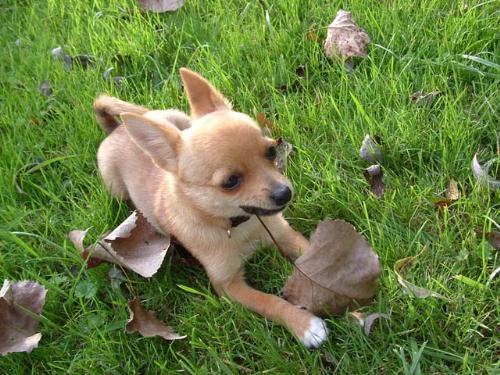 Jeffery - My Chihuahua and Pomeranian mix.