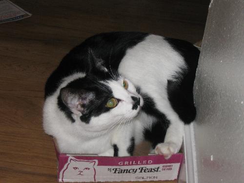 Carlye Cat in Fancy Feast Flat - Not only does Carlye like to eat fancy feast she also loves to play with the flat.