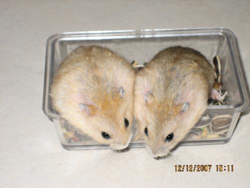 hamsters - These hamsters are very greedy. They eat a lot and they are so fat.