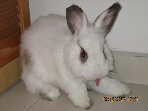 rabbit - I found this rabbit downstair 2 years ago. Its has skin problems.