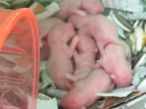 baby hamsters - My hamster give birth to so many baby. They look so cute but they grow very fast to adult hamsters.
