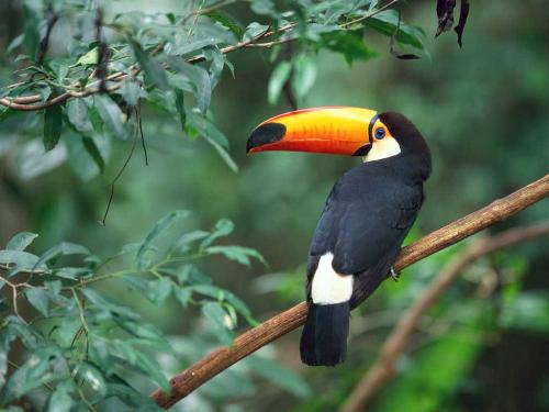 Toucan - This is a picture of a wonderful bird in the wild