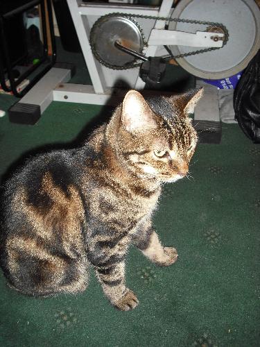 My Moggy - This shot was taken in my front room 11/04/2009
