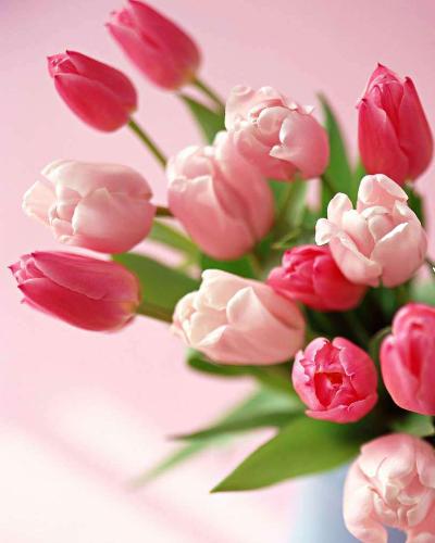 rose - Everyday is a nive day