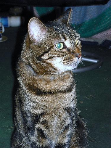 Tom - My Moggie