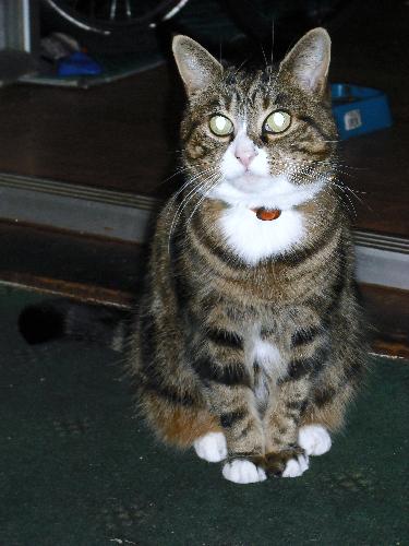Baby - My cat