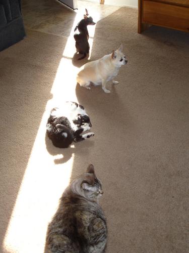 Sun Beam - My pets like to sit in the sun beam coming in the door.