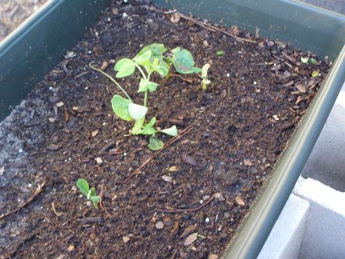 bean plant - these are bush beans I think LOL
