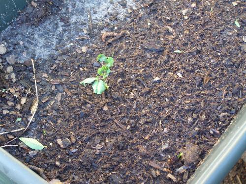 peas - These are peas