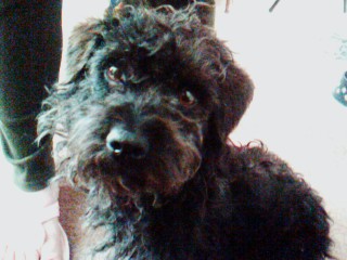 Marley my new dog and he is cute - Marley our new dog, he is cute and little.