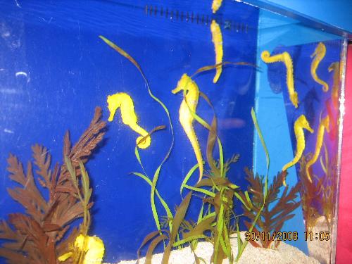 seahorse - Seahorse