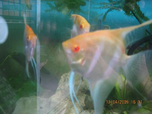 angelfish - A pair of angelfish.
