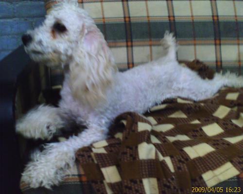 My Dog - My dog Very cute ,and mischievous , and likes to see. As well as i do love music.