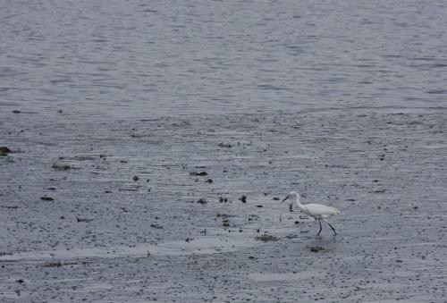 Walking bird - A bird looking for his food walking on the lake