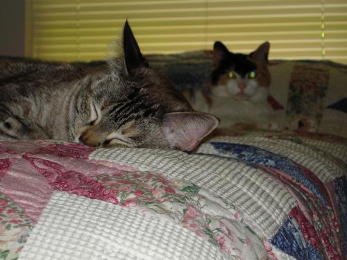 DC and Buttons - DC is in the background, and is sadly no longer with me.