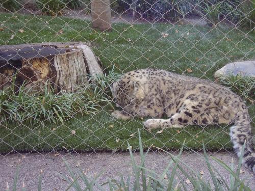 Secret Garden Leopard - Beautiful Leopard at Secret Garden at Las Vegas Strip