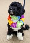 Obama's dog - Obama's dog, a Portugese Water dog, given to him in a roundabout way by Ted Kennedy. Obama's dog - Obama's dog, a Portugese Water dog, given to him in a roundabout way by Ted Kennedy.