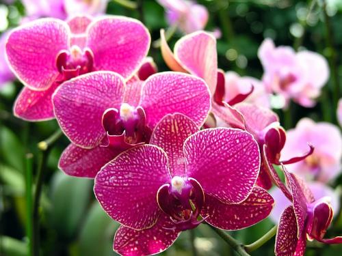 flower - spring is coming,all of the flowers are bloomy,so our mood should be better.