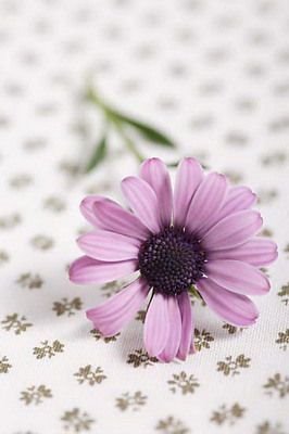 flower - silence beauty