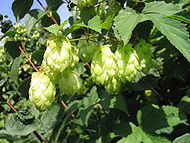 Perfume - Humulus lupulus (Common hop) is a species of Humulus in the Cannabaceae family.  Common hop is a dioecious, perennial herbaceous climbing plant which sends up new shoots in early spring and dies back to the cold-hardy rhizome in autumn. It is native to the temperate Northern Hemisphere.  The flower cones of the plant, known as hops, are used in the production of beer to impart bitterness and flavor, and for their preservative qualities.