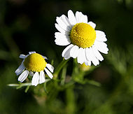 Perfume - Matricaria recutita or German chamomile, also spelled camomile, is an annual plant of the sunflower family Asteraceae. Synonyms are: Chamomilla chamomilla, Chamomilla recutita (accepted name according to the Flora Europaea), Matricaria chamomilla, and Matricaria suaveolens.  It usually grows near populated areas all over Europe and temperate Asia. It is widely introduced in temperate North America and Australia. As the seeds need open soil to survive, it often grows near roads, around landfills and in cultivated fields as a weed.  Other names include blue chamomile, wild chamomile, Hungarian chamomile, and scented mayweed.  The branched stem is erect and smooth and grows to a height of 15-60 cm. The long and narrow leaves are bipinnate or tripinnate.  The flowers are borne in paniculate capitula. The white ray florets are furnished with a ligule, while the disc florets are yellow. The hollow receptacle is swollen and lacks scales. This property distinguished German Chamomile from Corn Chamomile (Anthemis arvensis), which has a receptacle with scales. The flowers have a strong, aromatic smell, and bloom in early to mid summer.  The word chamomile comes from Greek ?aµa?µ???? (chamaimelon), 'earth-apple', from ?aµa? (chamai), 'on the ground' + µ???? (melon), 'apple', so called because of the applelike scent of the plant. (Note: The 'ch-' spelling is used especially in science and pharmacology.)