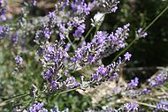 Perfume - Lavandula angustifolia (also Lavandula spica or Lavandula vera; common lavender, true lavender, or English lavender (though not native to England); formerly L. officinalis) is a flowering plant in the family Lamiaceae, native to the western Mediterranean region, primarily in the Pyrenees and other mountains in northern Spain.