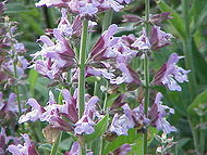 Perfume - Salvia officinalis (Sage, Common sage, Garden sage, Kitchen sage, Culinary sage, Dalmatian sage, Purple sage, Broadleaf sage, Red sage) is a small perennial evergreen subshrub, with woody stems, grayish leaves, and blue to purplish flowers. It is native to the Mediterranean region and commonly grown as a kitchen and medicinal herb or as an ornamental garden plant. The word sage or derived names are also used for a number of related and non related species.