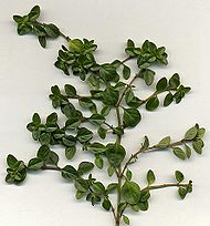 Perfume - Thymus vulgaris or Common Thyme is a low growing herbaceous plant, sometimes becoming somewhat woody. It is native to southern Europe. It is much cultivated as a culinary herb.  It typically grows as a sub-shrub, between 15 and 20cm tall.