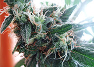 Perfume - Cannabis sativa is an annual plant in the Cannabaceae family. It is a herb that has been used throughout recorded history by humans as a source of fiber, for its seed oil, as food (see hemp), as a drug (see cannabis (drug)), as medicine (see medical cannabis), and for spiritual purposes (see spiritual use of cannabis). Different parts of the plant have different uses, and different varieties are cultivated in different ways and harvested at different times, depending on the purpose for which it is grown.