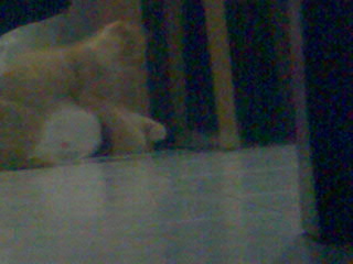 Manje's play time... - And she thought i wasn't watching her having the time of her life with the little toy mouse i bought her...heehee ^_^