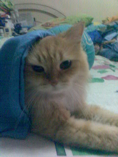 Manje wants to wear my clothes... - She loves me too much....lol..