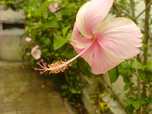Photography Hibiscus - I am very interested in photography. Taken with sony ericsson w810i. 2.0 megapixels camera.