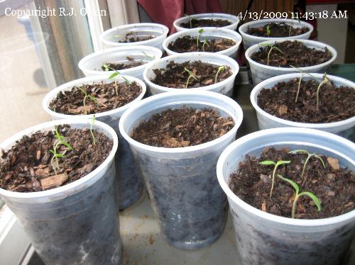 Tomato Plants - My seedlings are starting to get big finally.