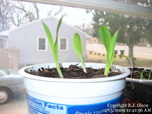 Really getting big - A few of my sweet corn seedlings. Really getting big - A few of my sweet corn seedlings.
