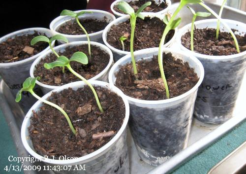 Sunflowers - The front row is sunflowers the others are cukes growing and watermemlon yet to sprout.
Sunflowers - The front row is sunflowers the others are cukes growing and watermemlon yet to sprout.
