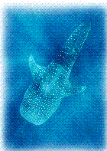 philippines eco adventure - philippines eco adventure, interact with the whale sharks
