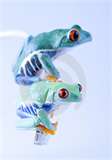 Frogs - Blue tree frogs