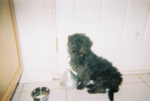 Marley by kitchen door - Esme took this photo of Marley, I love the photo.