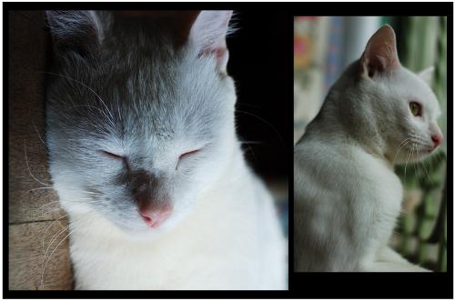 Memories of my cat Shiro (2006-2009) - Pictures taken of my Cat Shiro a year before he died...  Rest in Peace