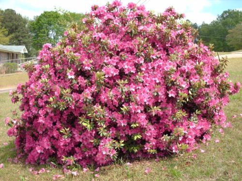 Azalea with purple blooms - Larger Bush Azalea with purple blooms - Larger Bush