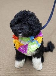 First dog  - First dog arrives at the white house