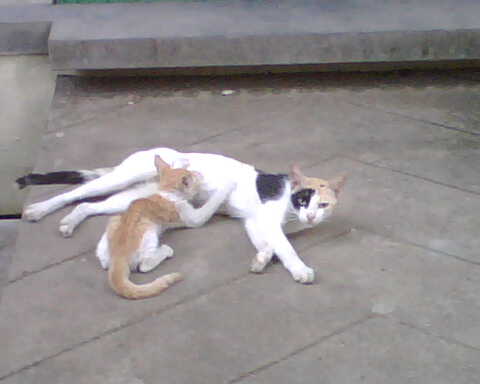 Pets - The symbolic nature of mother and baby... though not my pets, they are more adapted to human lives but doesnt even loose their intimacy to leave the new born kid to the nearby crush!!!