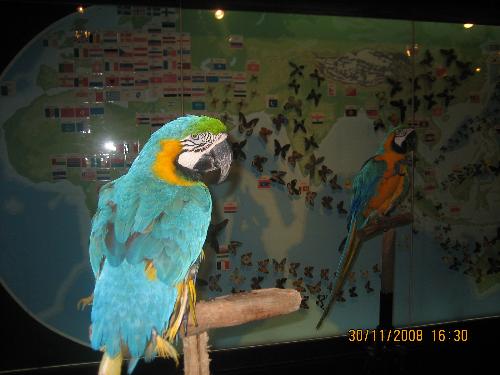 talking parrot - This parrot can talk