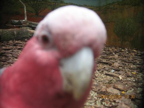 parrot - Parrot