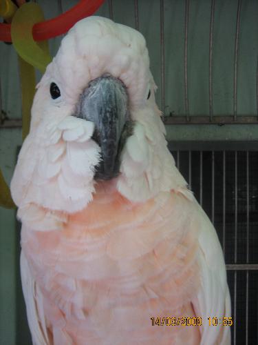 parrot - This is my favourite parrot