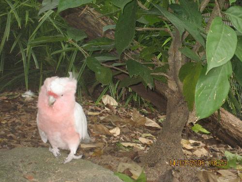 parrot - parrot can be very obedient