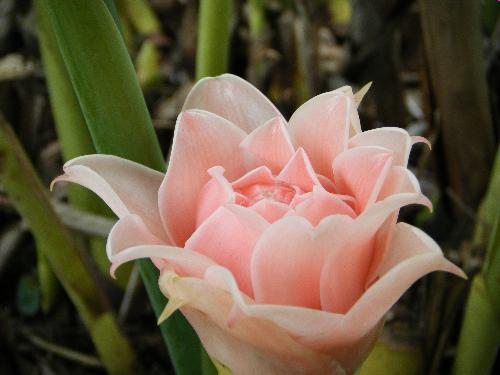 Flower in Bloom - Flower in bloom