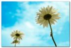 I love the summer! - growing flowers