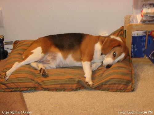 Buster - On his treasured pillow bed