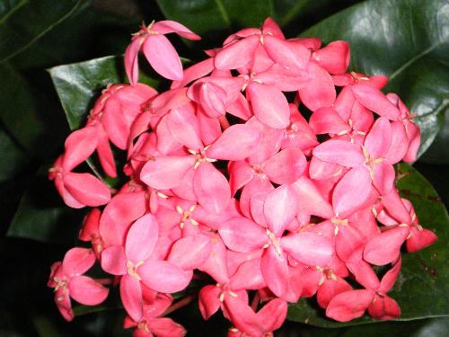 A bunch of pink flowers - Pink flowers glowering in the sun.